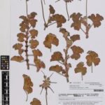 Pelargonium vitifolium bloeiende plant met groene bladeren en roze bloemen.