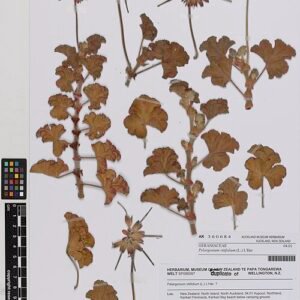 Pelargonium vitifolium bloeiende plant met groene bladeren en roze bloemen.