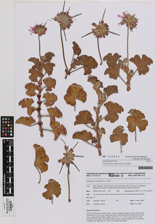 Pelargonium vitifolium bloeiende plant met groene bladeren en roze bloemen.