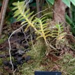 Pelatantheria insectifera orchidee op Chelsea Flower Show 2024.