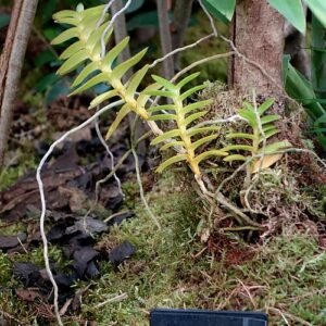 Pelatantheria insectifera orchidee op Chelsea Flower Show 2024.