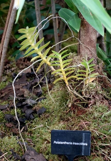 Pelatantheria insectifera orchidee op Chelsea Flower Show 2024.