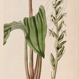 Bloeiende orchideeënillustratie Pelexia adnata en Pelexia spiranthoides uit 1826.