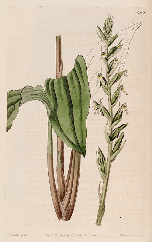 Bloeiende orchideeënillustratie Pelexia adnata en Pelexia spiranthoides uit 1826.