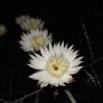 Grijze Peniocereus striatus cactus in woestijnlandschap.
