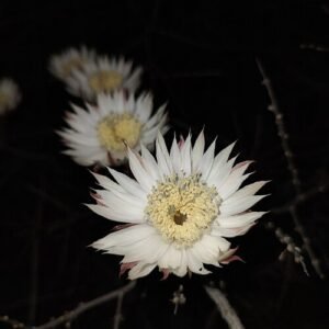 Grijze Peniocereus striatus cactus in woestijnlandschap.