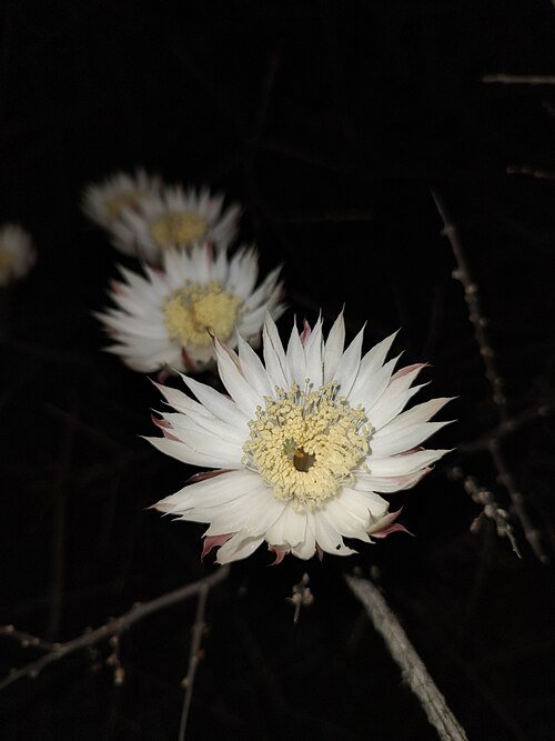 Grijze Peniocereus striatus cactus in woestijnlandschap.