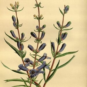 Bloeiende Penstemon heterophyllus plant met blauwe buisvormige bloemen.