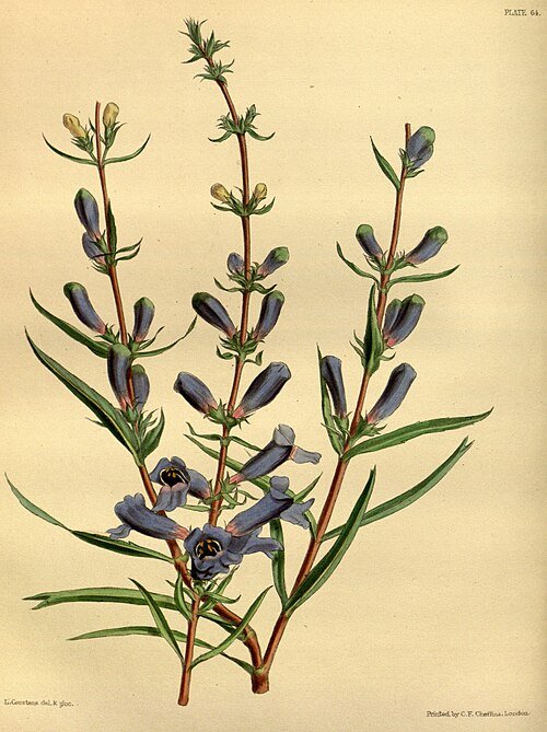 Bloeiende Penstemon heterophyllus plant met blauwe buisvormige bloemen.