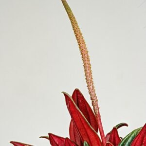 Peperomia caperata plant with white flowers in a pot.