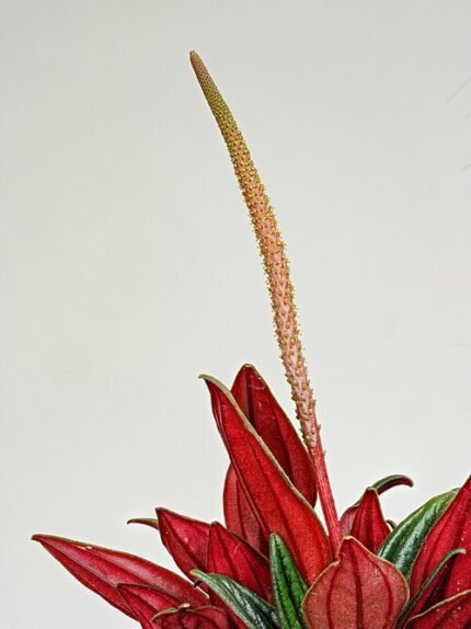 Peperomia caperata plant with white flowers in a pot.