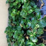 Peperomia obtusifolia plant met ronde groene bladeren en witte bloemen.