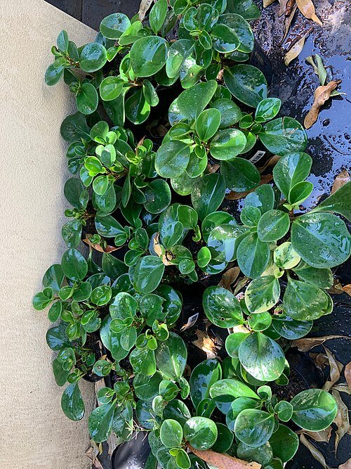 Peperomia obtusifolia plant met ronde groene bladeren en witte bloemen.