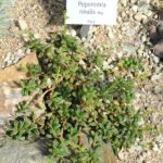Peperomia nivalis plant met kleine groene bladeren in een botanische tuin.