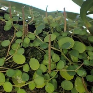 Peperomia rotundifolia plant with round leaves and green foliage.