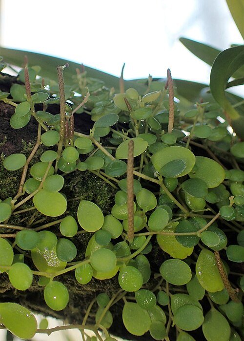 Peperomia rotundifolia plant with round leaves and green foliage.