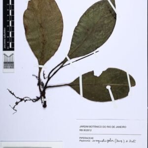 Peperomia plant with vibrant green leaves in a pot.