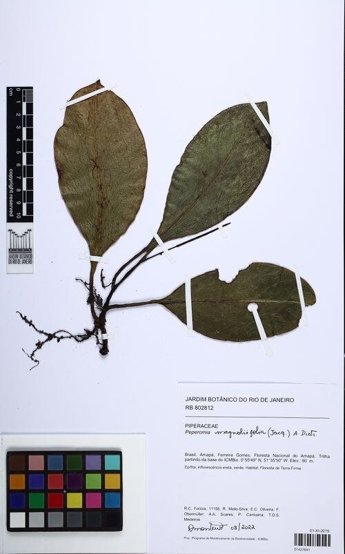 Peperomia plant with vibrant green leaves in a pot.