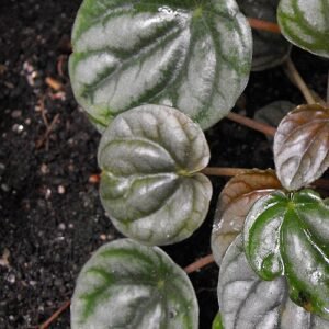 Peperomia griseoargentea plant with silver-green leaves on white background.