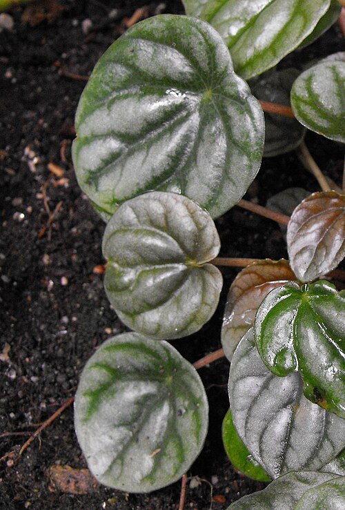 Peperomia griseoargentea plant with silver-green leaves on white background.