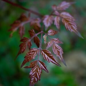 Peperboom Nekemias arborea met rode bessen en groene bladeren.