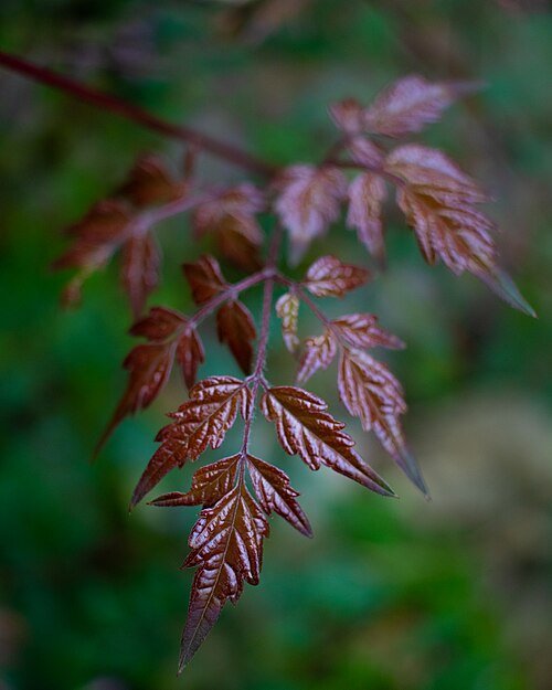 Peperboom Nekemias arborea met rode bessen en groene bladeren.