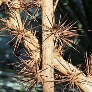 Pereskia aculeata met groene bladeren en stekels op kleigrond.