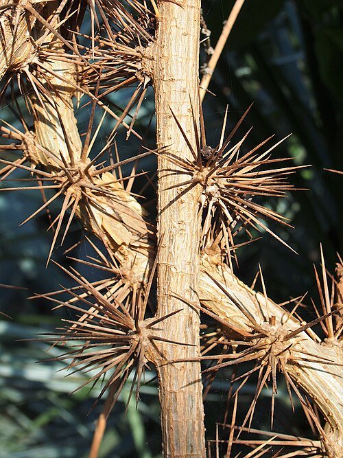 Pereskia aculeata met groene bladeren en stekels op kleigrond.