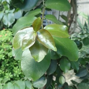 Pereskia aculeata plant op kleigrond.