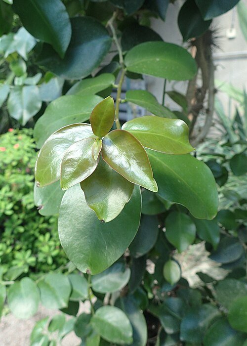 Pereskia aculeata plant op kleigrond.