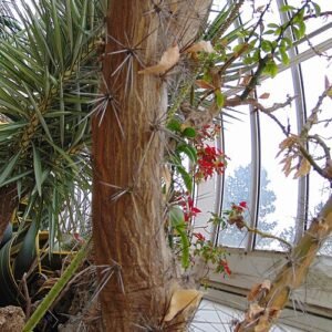 Pereskia nemorosa plant met groene bladeren en doornen in Phipps Conservatorium, Pittsburgh.