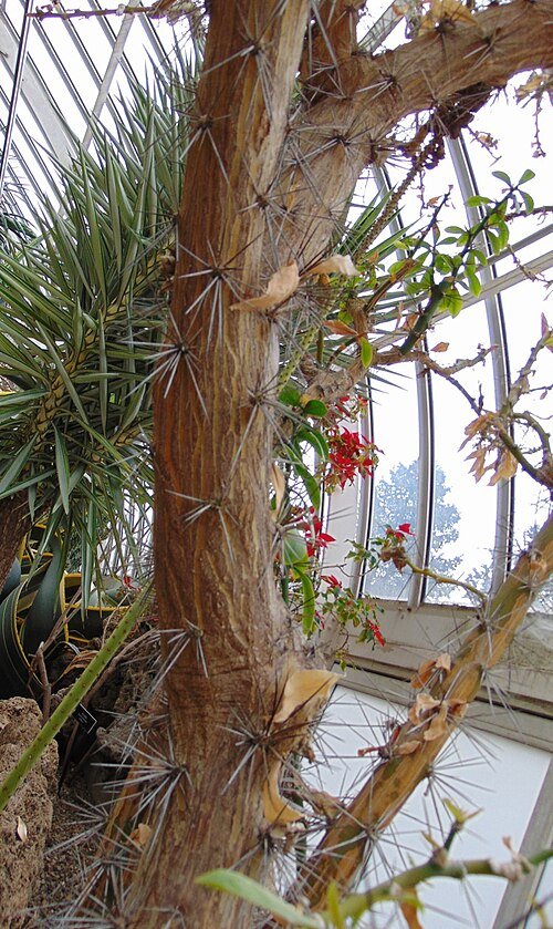 Pereskia nemorosa plant met groene bladeren en doornen in Phipps Conservatorium, Pittsburgh.