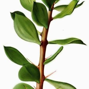 Pereskiopsis plant met langwerpige groene bladeren en dunne stam.