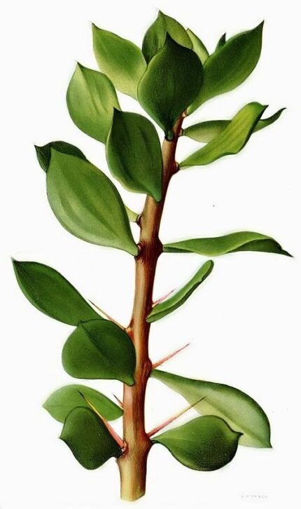 Pereskiopsis plant met langwerpige groene bladeren en dunne stam.
