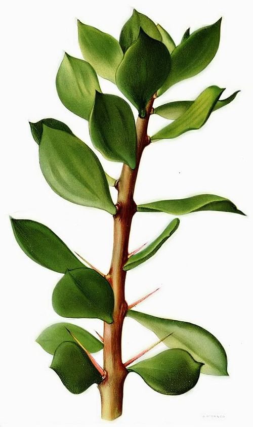 Pereskiopsis plant met langwerpige groene bladeren en dunne stam.