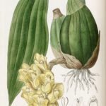 Peristeria cerina orchidee in wit met gele en paarse accenten.