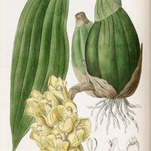 Peristeria cerina orchidee in wit met gele en paarse accenten.