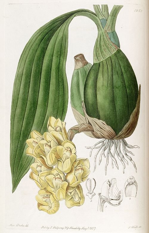 Peristeria cerina orchidee in wit met gele en paarse accenten.