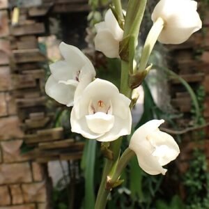 White Peristeria elata flower against green backdrop in Tropical Dream Center, Okinawa.