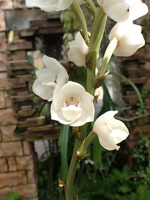 White Peristeria elata flower against green backdrop in Tropical Dream Center, Okinawa.