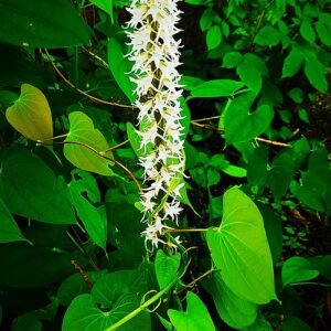Peristylus constrictus orchidee met paarse en witte bloemen.