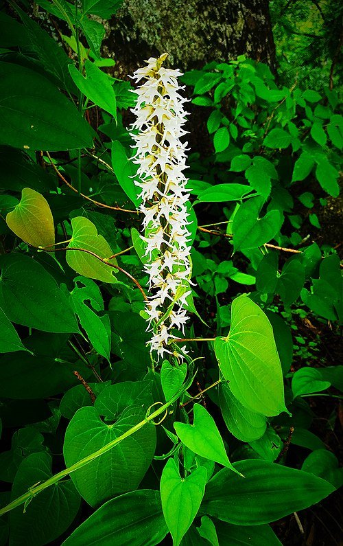 Peristylus constrictus orchidee met paarse en witte bloemen.