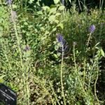 Salvia yangii plant met zilvergroen blad en paarse bloemen in tuinsetting.