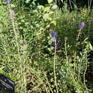 Salvia yangii plant met zilvergroen blad en paarse bloemen in tuinsetting.
