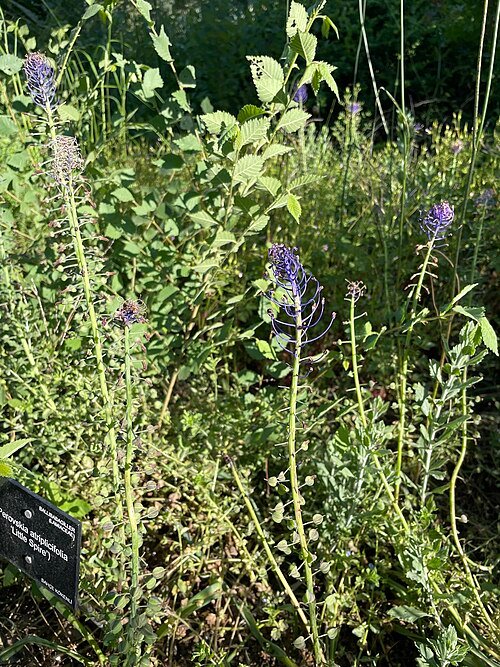 Salvia yangii plant met zilvergroen blad en paarse bloemen in tuinsetting.