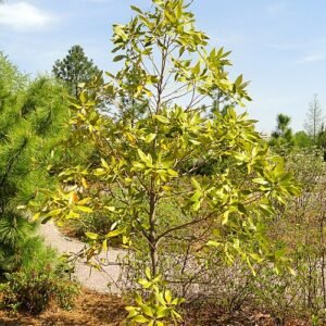 Persea borbonia plant with green leaves and red berries in botanical garden.