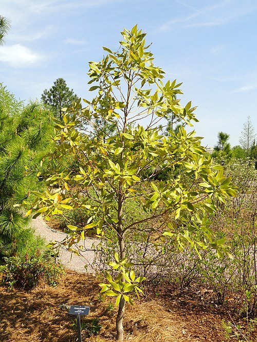 Persea borbonia plant with green leaves and red berries in botanical garden.