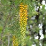 Bloeiende tak van Persoonia pinifolia in close-up.