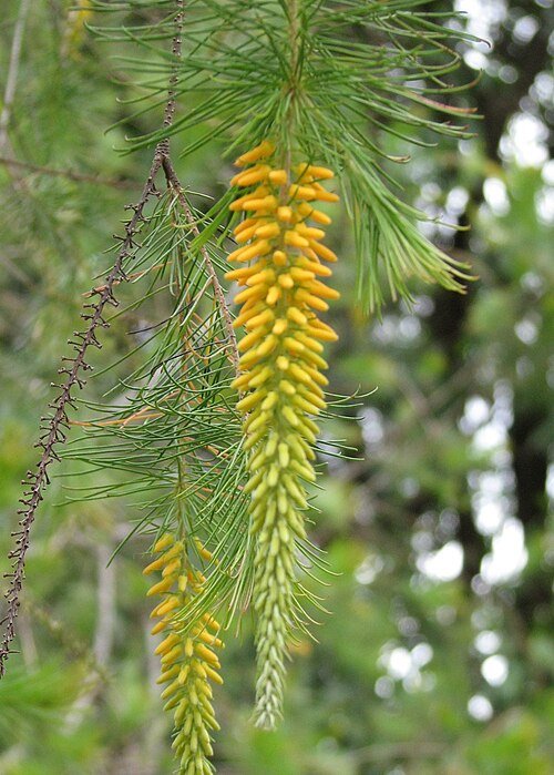 Bloeiende tak van Persoonia pinifolia in close-up.