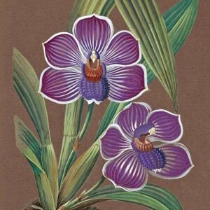 Pescatorea orchideeën aquarel uit 1850-1870.